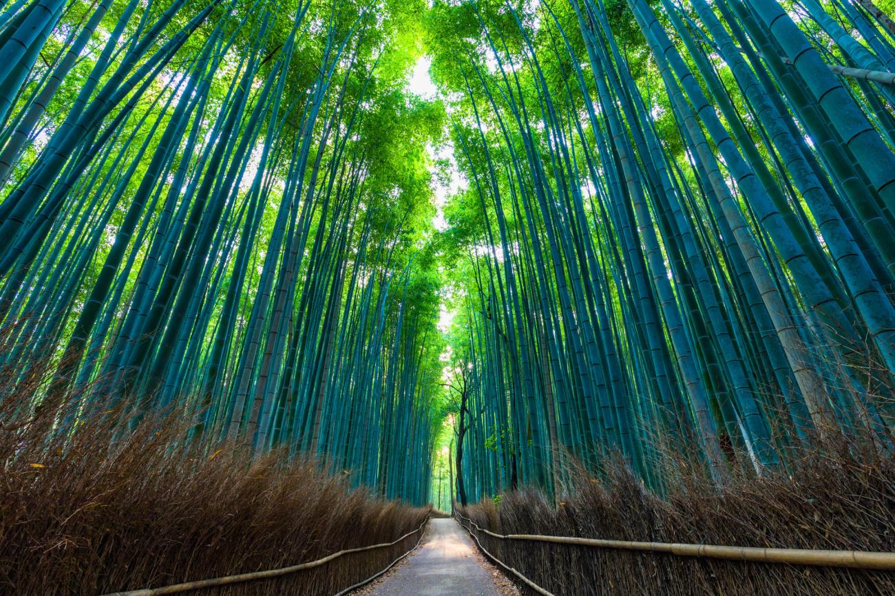 Arashiyama Bamboo Grove